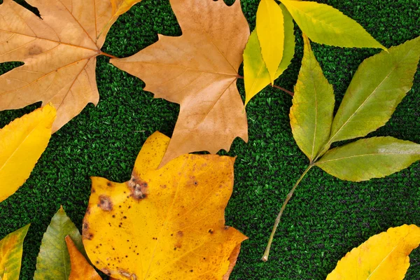 Composition from yellow autumn leaves on grass background — Stock Photo, Image