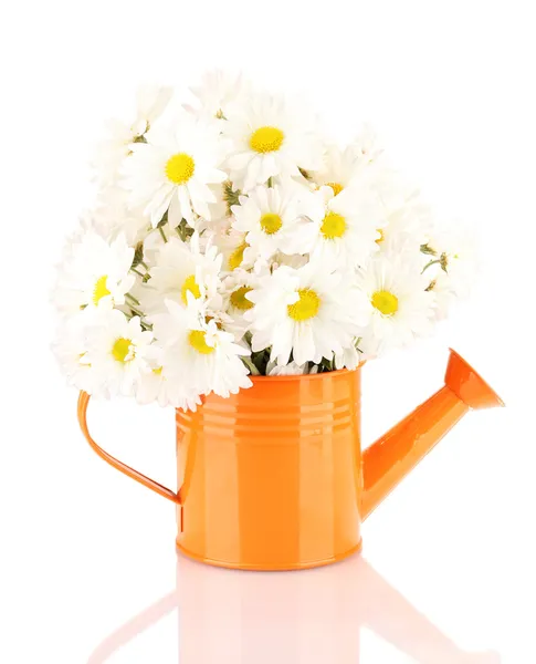 Daisies in vase isolated on white — Stock Photo, Image