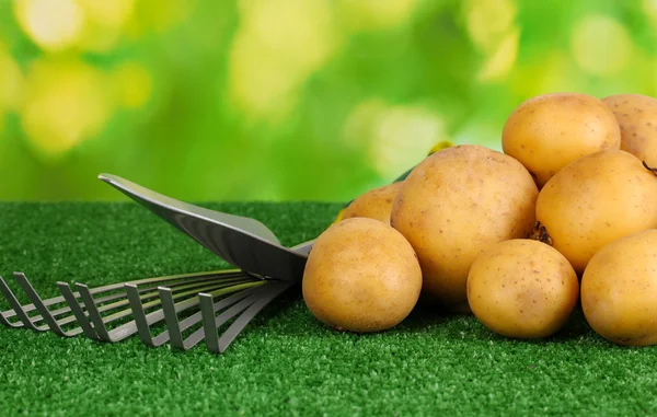 Batatas maduras na grama no fundo natural close-up — Fotografia de Stock