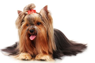 güzel yorkshire terrier üzerinde beyaz izole