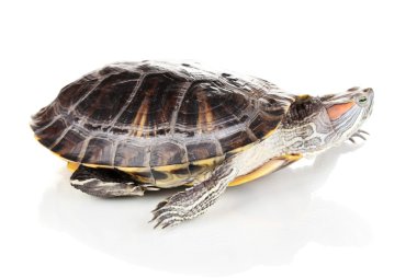 beyaz izole kırmızı kulak kaplumbağa