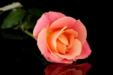 siyah üzerine izole gül