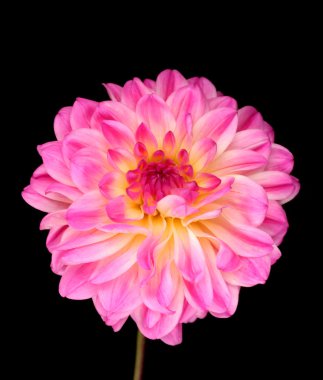 pembe dahlia siyah izole