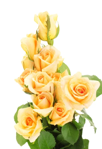 Красивый букет роз, изолированных на белом — стоковое фото