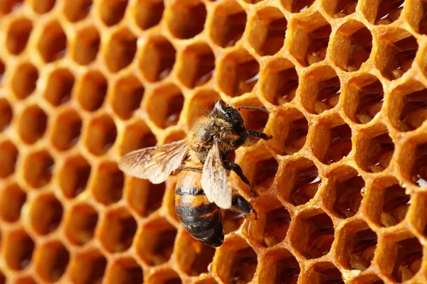 Žlutá krásná plástev s medem a včelí, pozadí — Stock fotografie