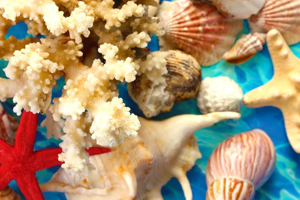 Corallo marino con conchiglie su sfondo blu primo piano — Foto Stock