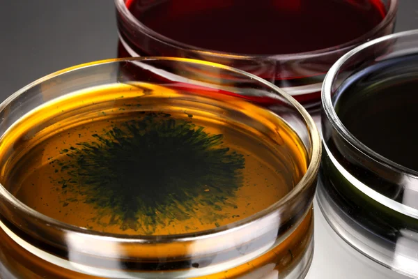 Color liquid in petri dishes on grey background — Stock Photo, Image