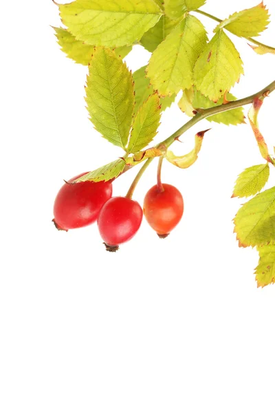 Mogen hip rosor på gren med blad, isolerad på vit — Stockfoto