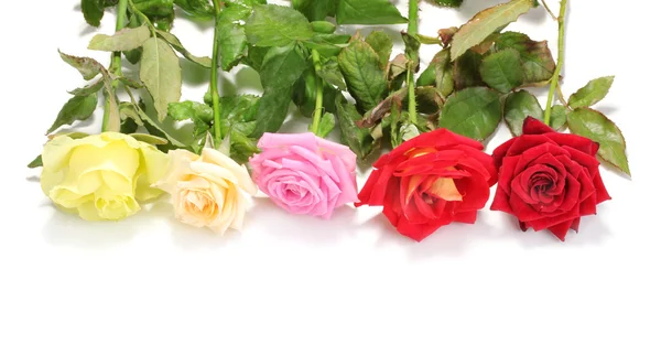 Hermosas rosas de colores aislados en blanco —  Fotos de Stock