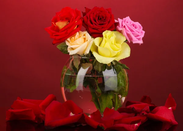 Belles roses dans un vase en verre sur fond rouge — Photo