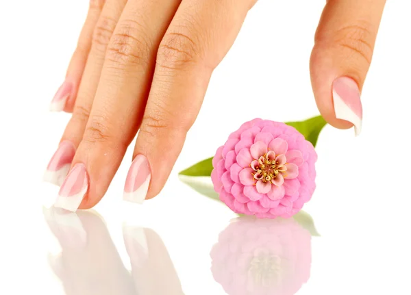 Flor rosa con mano de mujer sobre fondo blanco — Foto de Stock