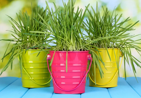 Groen gras in emmers op houten tafel op lichte achtergrond — Stockfoto