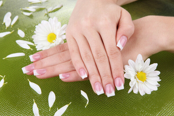Woman hands with french manicure and flowers on green background