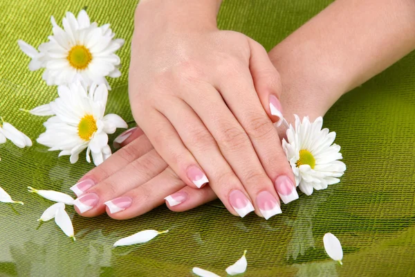 Mãos de mulher com manicure francês e flores no fundo verde — Fotografia de Stock