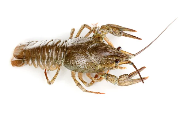 Green crawfish isolated on white close-up — Stock Photo, Image