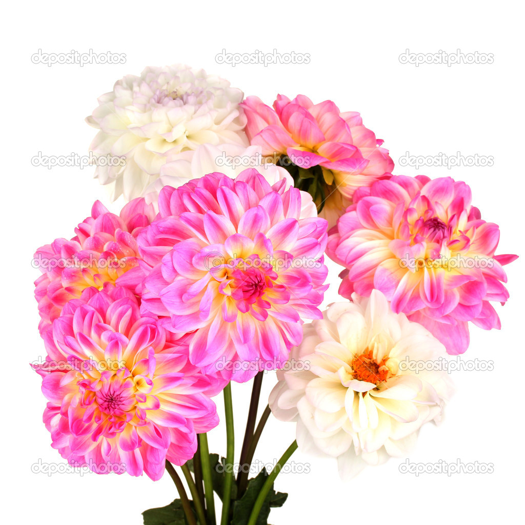 Bouquet of dahilas isolated on white