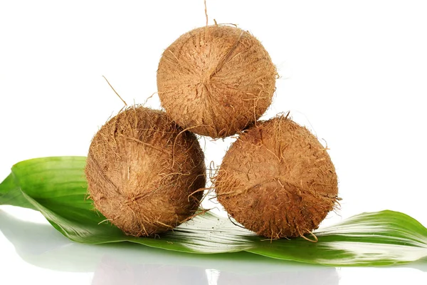 在白色背景上的绿色叶子上椰子 — 图库照片