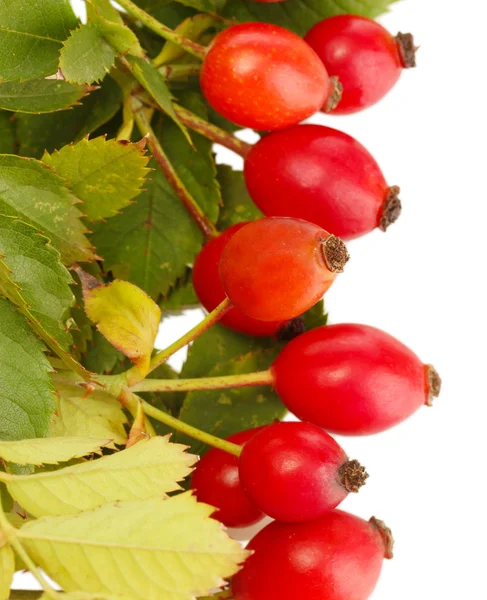 Ripe hip roses on branch with leaves, isolated on white — Stock Photo, Image