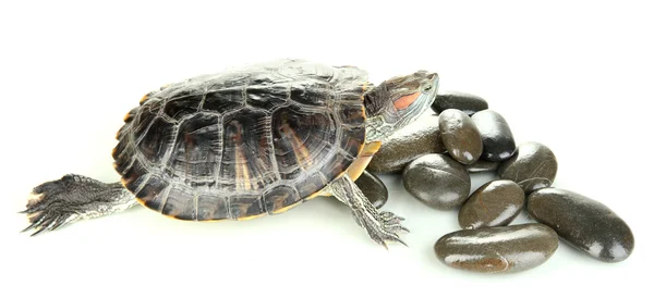 Rote Ohrenschildkröte isoliert auf weiß — Stockfoto
