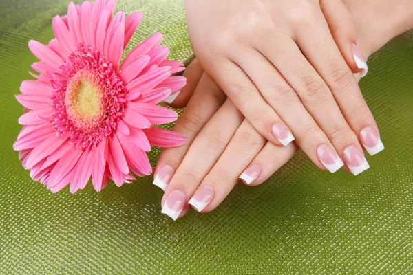 Woman hands with french manicure and flower on green background — Stock Photo, Image