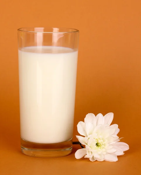 Glass of fresh new milk with white flower on brown background — Stock Photo, Image