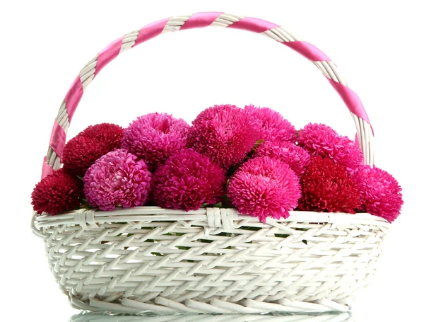 Fleurs d'aster rose dans le panier, isolé sur blanc — Photo