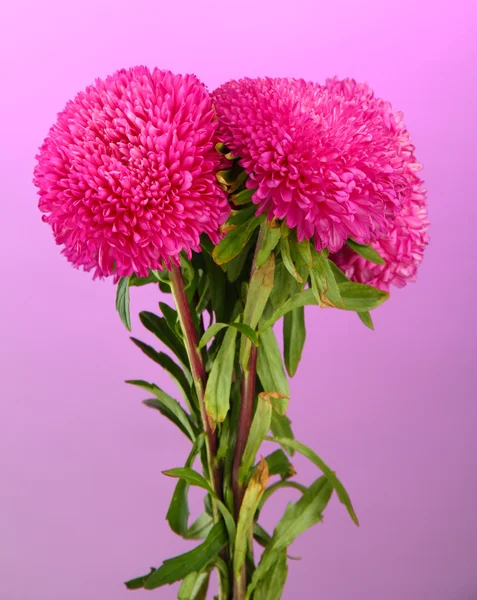 Vackra aster blommor på rosa bakgrund — Stockfoto