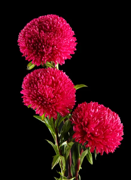 Beautiful aster flowers, on black background — Stock Photo, Image