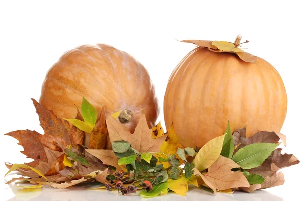 Dos calabazas naranjas maduras con hojas amarillas de otoño aisladas en blanco —  Fotos de Stock