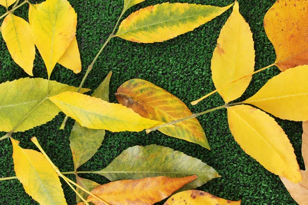 草の背景に黄色の秋から作曲を残します — ストック写真