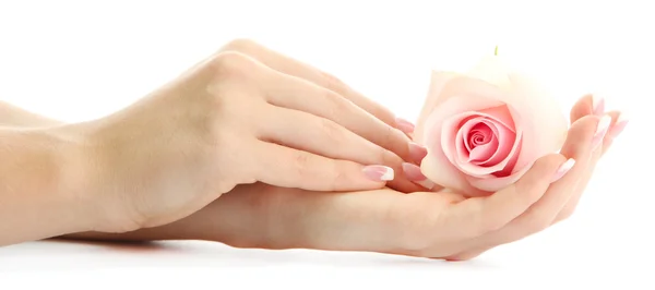 Hermosas manos de mujer con rosa, aisladas en blanco —  Fotos de Stock