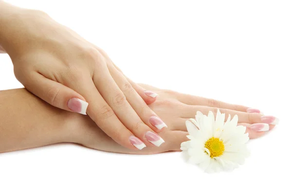 Beautiful woman hands with camomile, isolated on white — Stock Photo, Image