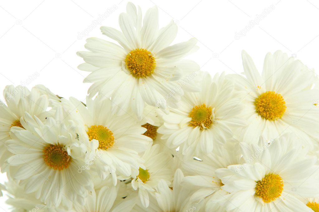 bouquet of beautiful daisies flowers, close up