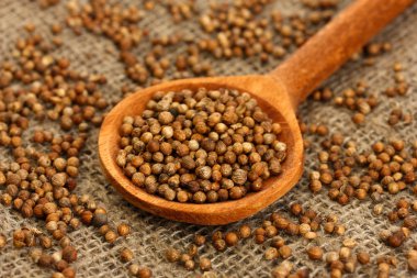 yığın kişniş tohum üzerinde tahta kaşık arka plan yakın çekim tuval