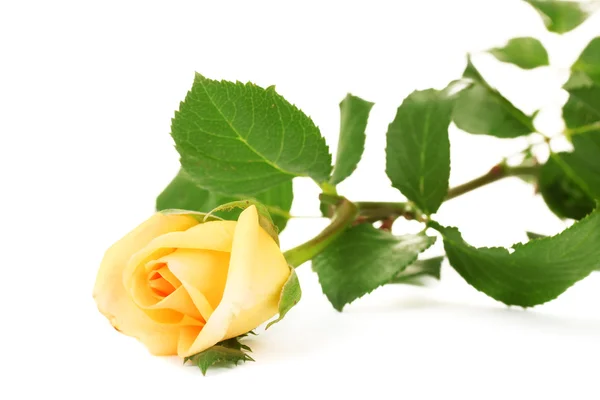 Όμορφο τριαντάφυλλο απομονωμένο σε λευκό — Φωτογραφία Αρχείου