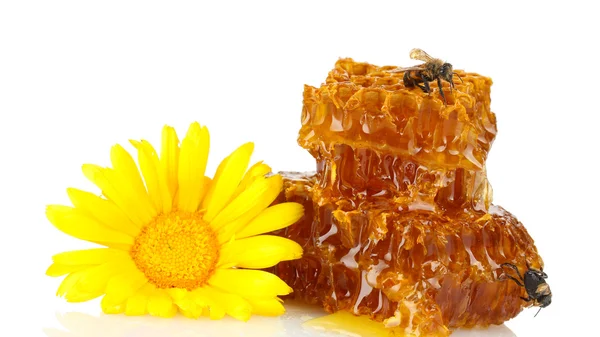 Söt honeycomb med honung, bi och blomma, isolerad på vit — Stockfoto