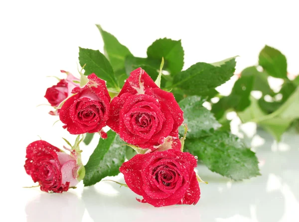 Όμορφα τριαντάφυλλα οινικής σε λευκό φόντο κοντινό πλάνο — Φωτογραφία Αρχείου