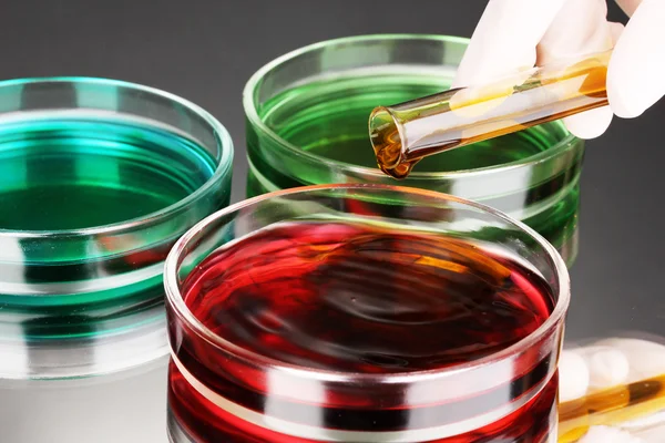 Color liquid in petri dishes on grey background — Stock Photo, Image