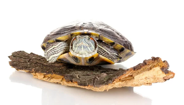 Röda öron sköldpaddan isolerad på vit — Stockfoto