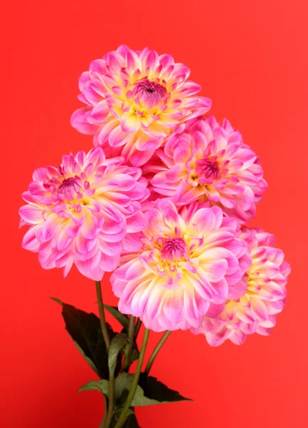 Bouquet of dahilas on color background — Stock Photo, Image