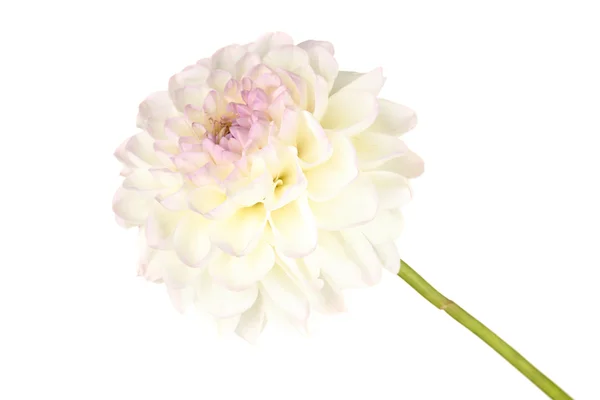 Vit dahlia isolerad på vit — Stockfoto