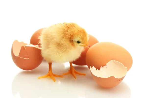 Beautiful little chicken, eggshell and eggs isolated on the white — Stock Photo, Image