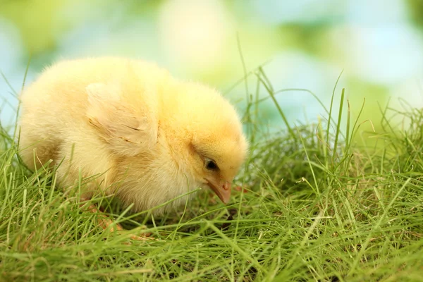 Vackra lilla kycklingen på grönt gräs i trädgården — Stockfoto