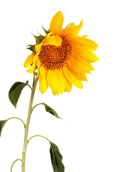 Kaunis auringonkukka, eristetty valkoinen — kuvapankkivalokuva