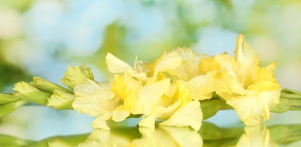 A közeli zöld háttér sárga gladiolus ága — Stock Fotó