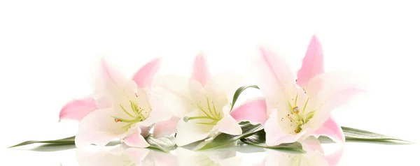 Hermosas flores de lirio aisladas en blanco —  Fotos de Stock