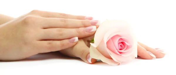 Krásná žena ruce s růží, izolovaných na bílém — Stock fotografie