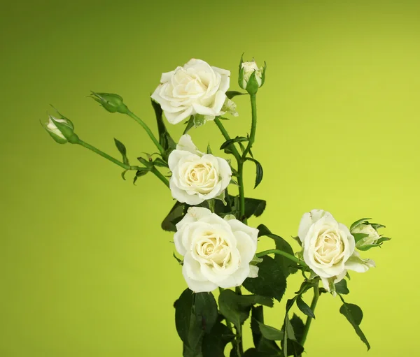 Όμορφα λευκά τριαντάφυλλα σε πράσινο φόντο κοντινό πλάνο — Φωτογραφία Αρχείου