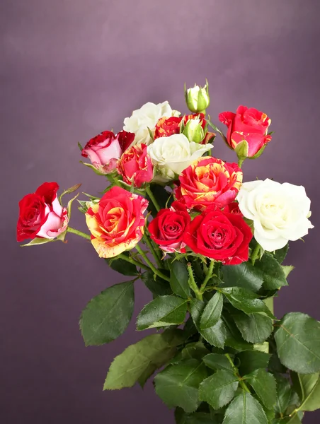 Bouquet of beautiful roses on purple background close-up — Stock Photo, Image