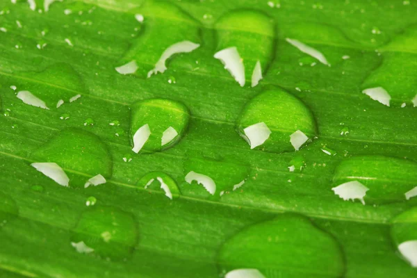 Beautiful green leaf with drops of water close-up — Stock Photo, Image